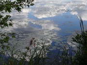 3rd Sep 2014 - Clouds reflected