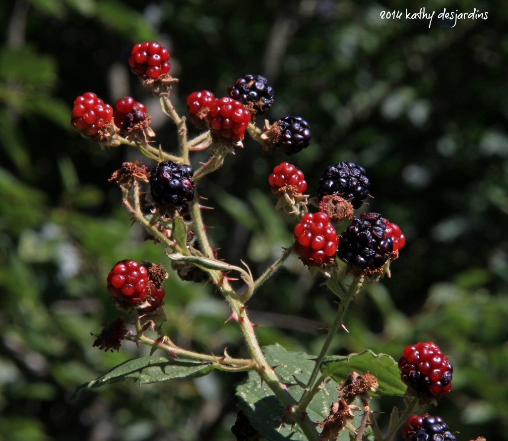 Blackberries in the Backyard by kathyo