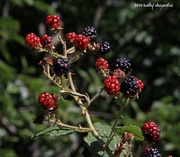7th Sep 2014 - Blackberries in the Backyard