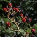 Blackberries in the Backyard by kathyo