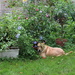 My garden and pets  by hellie