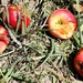 Apples by harbie