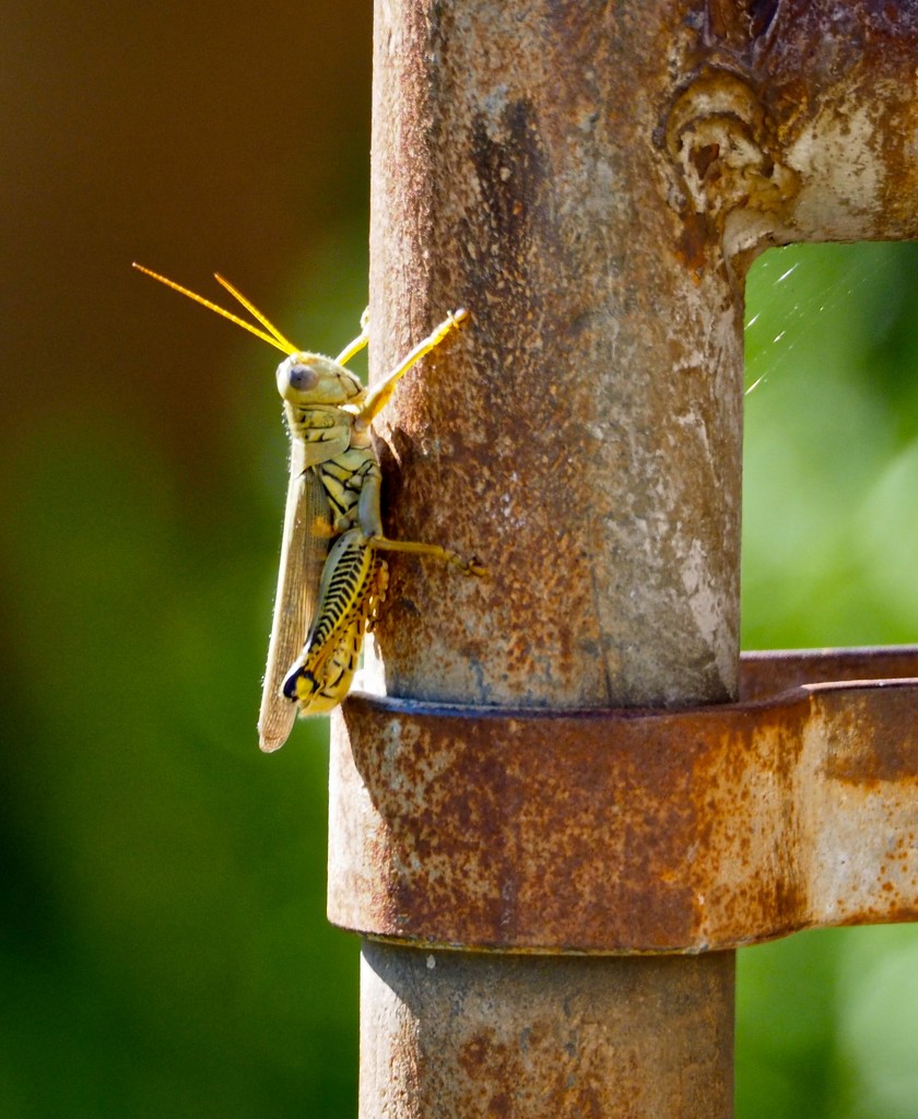 Basking Grasshopper by rosiekerr