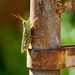 Basking Grasshopper by rosiekerr