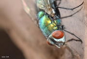 7th Sep 2014 - Green Bottle Fly