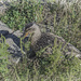 Duck in Camo by gardencat