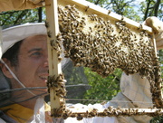 31st Aug 2014 - Beekeeper