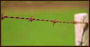 8th Sep 2014 - Barbed wire..