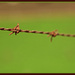 Barbed wire.. by julzmaioro