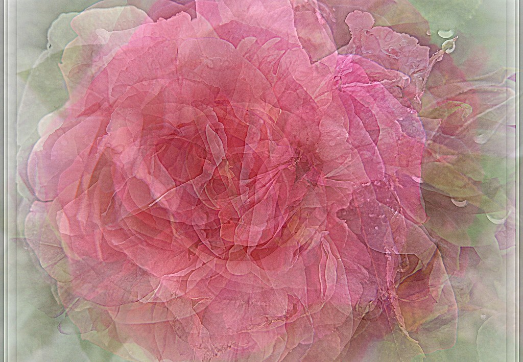 mosaic rose...... by quietpurplehaze