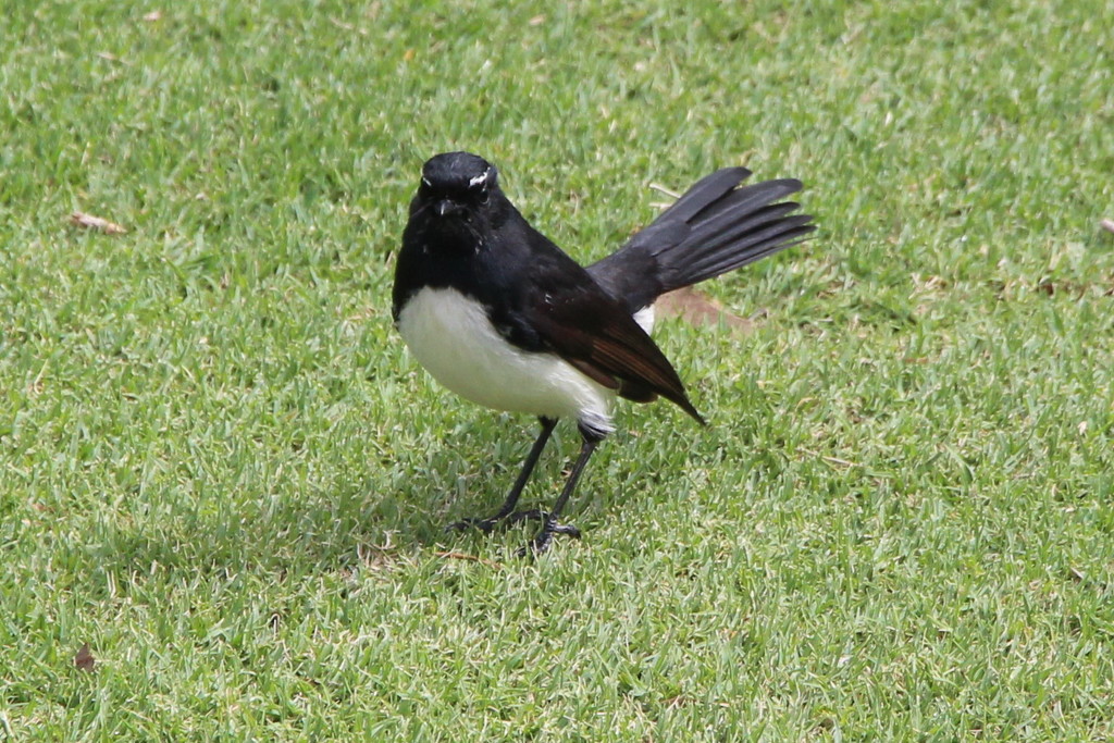 Willy Wagtail by terryliv