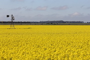 6th Sep 2014 - Canola with old windmill - no nymphs today!