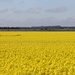 Canola with old windmill - no nymphs today! by gilbertwood
