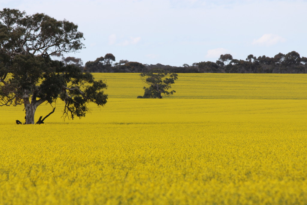 Just another canola field by gilbertwood