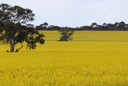 8th Sep 2014 - Just another canola field