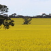 Just another canola field by gilbertwood