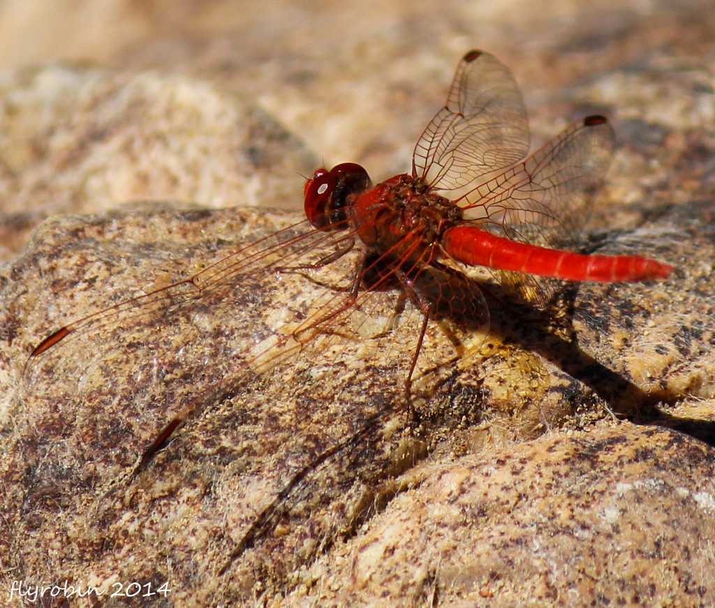 Dragonfly at rest by flyrobin