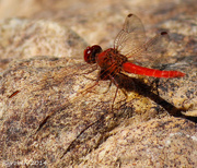 8th Sep 2014 - Dragonfly at rest
