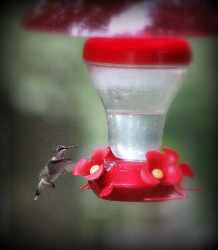 Hummingbird by tara11