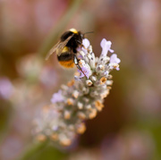 3rd Sep 2014 - 3rd September 2014 - Lavender Bee