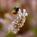 3rd September 2014 - Lavender Bee by pamknowler