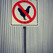 No Chickens by alophoto