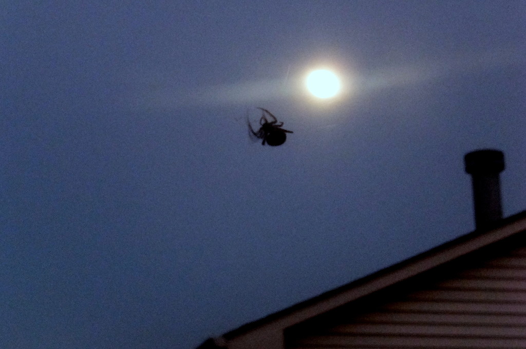 Arachnophobic Moonlight by linnypinny