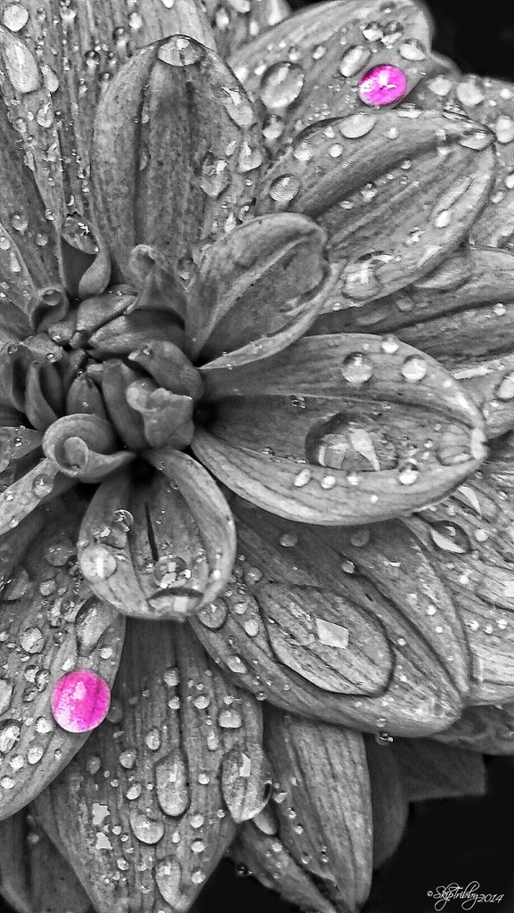 BW Dahlia Selective Color by skipt07