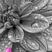 BW Dahlia Selective Color by skipt07