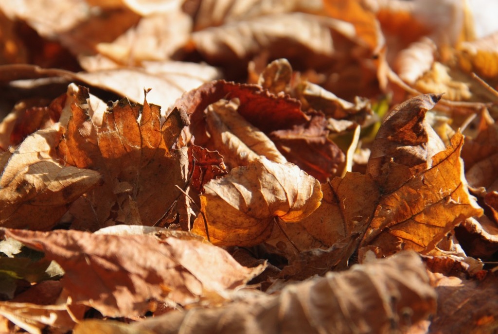 Sunshine and crunchy leaves on the ground by roachling