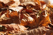 8th Sep 2014 - Sunshine and crunchy leaves on the ground