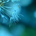 Dandelion blue  by ziggy77