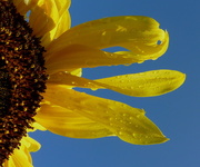 7th Sep 2014 - Half A Sunflower