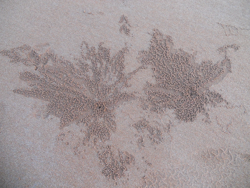 Soldier  Crab Patterns on the Sand. by happysnaps