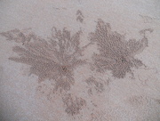 9th Sep 2014 - Soldier  Crab Patterns on the Sand.