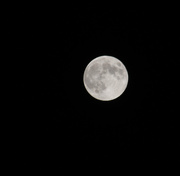8th Sep 2014 - Harvest Moon in Callicon
