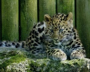 9th Sep 2014 - Kanika: the new Amur leopard cub