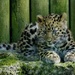 Kanika: the new Amur leopard cub by quietpurplehaze