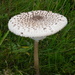 Fungi by jeff