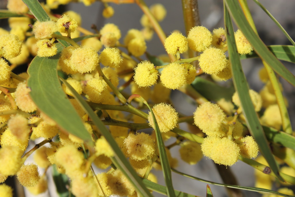 Australia's floral emblem - wattle by gilbertwood
