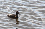 7th Sep 2014 - Tuffted Duck