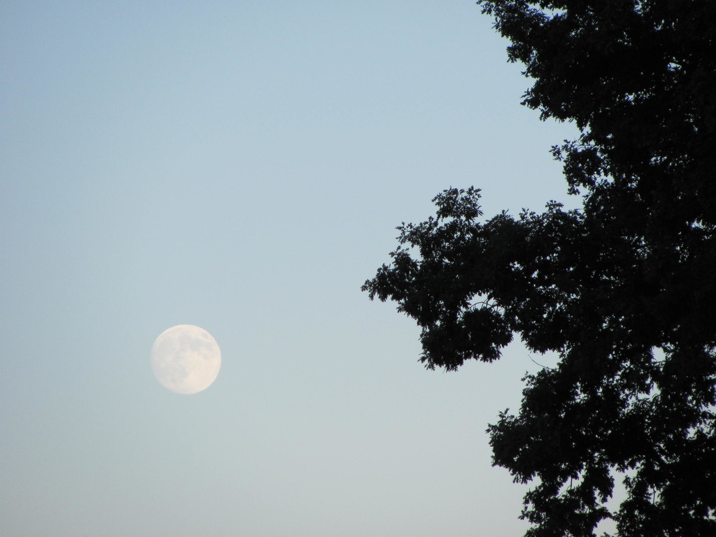 Harvest Moon by julie