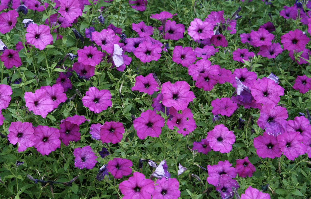 A blanket of petunias by mittens