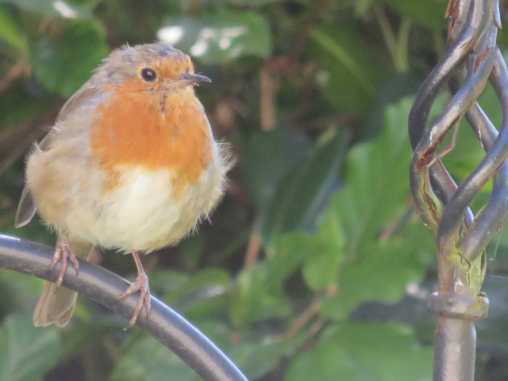 Little Red Robin came bob, bob bobbing by by countrylassie