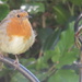 Little Red Robin came bob, bob bobbing by by countrylassie