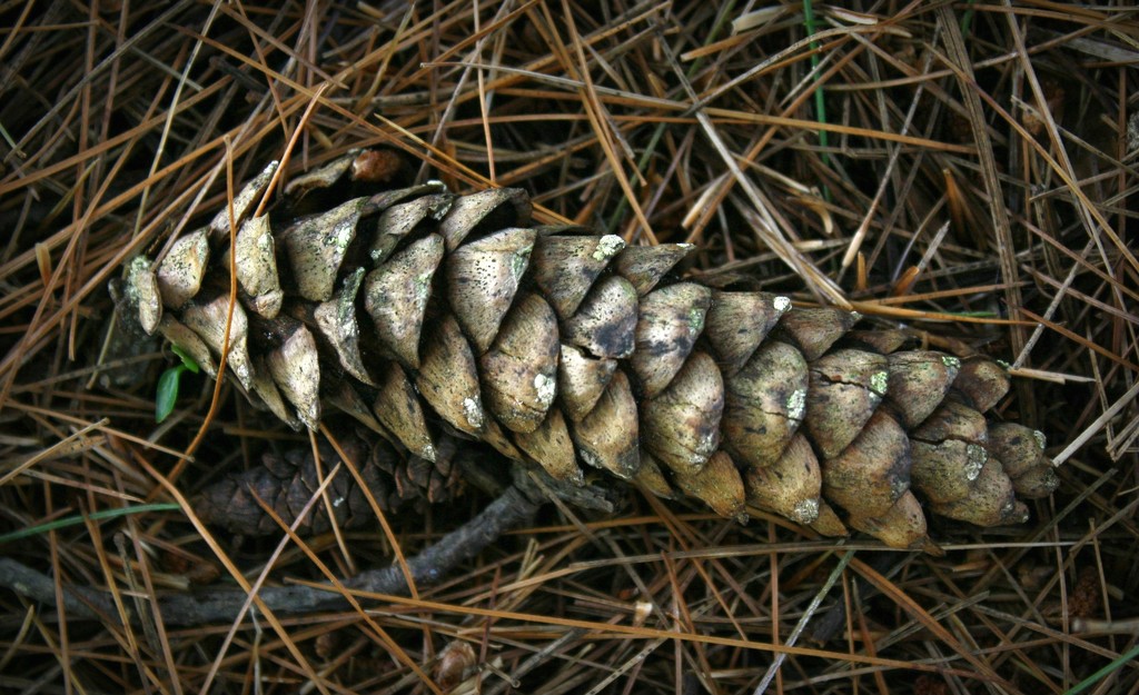 Pine cone by mittens