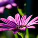 Purple Daisy by salza