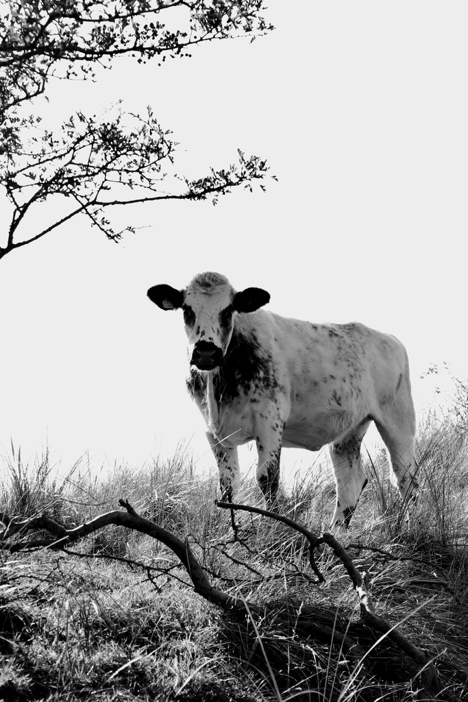Black and White Cow by motherjane