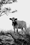 9th Sep 2014 - Black and White Cow