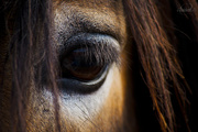 9th Sep 2014 - The horse's eye